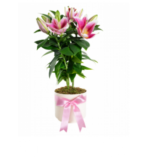 Saksıda Topraklı Pembe Lilyum